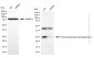 KD-Validated Anti-BDH2 Mouse Monoclonal Antibody